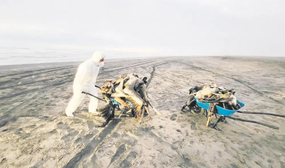 Riesgos. Especialistas señalan que población no debe agarrar a pelícanos muertos. Foto: La República Riesgos. Especialistas señalan que población no debe agarrar a pelícanos muertos. Foto: La República