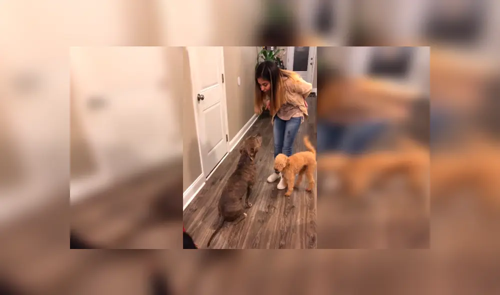 En Facebook, un perro aprovechó la distracción de su dueña para salir de casa y al regresar fue regañado.