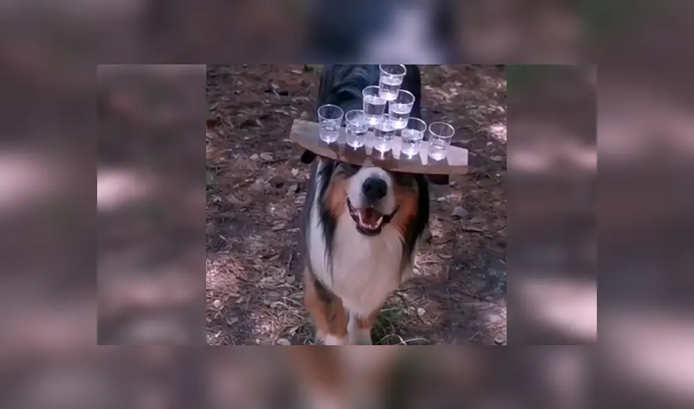 En Facebook, un joven entrenó a su perro para que pueda sostener con una tabla varias copas de agua.