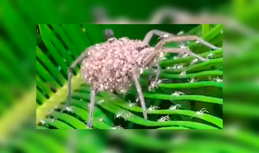 Un video viral de Facebook registró el momento en que una araña lobo cargaba a cientos de sus bebés sobre su lomo.
