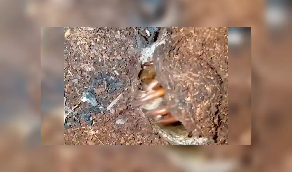 Misteriosa criatura aparece y devora a enorme grillo de un solo bocado  [VIDEO] 