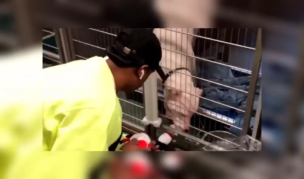 Facebook: Perros de un albergue fueron sorprendidos con increíbles regalos [VIDEO]