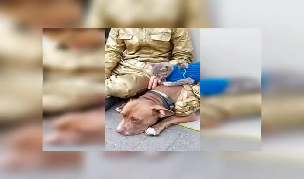 En Facebook, un joven sorprendió a los transeúntes al unir a los animales como grandes amigos en plena calle. En Facebook, un joven sorprendió a los transeúntes al unir a los animales como grandes amigos en plena calle.