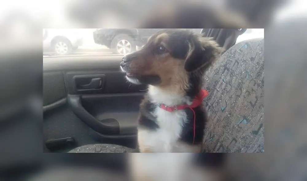 Lucas ya más recuperado, dentro del auto de quien le salvó la vida. Foto: Facebook. Lucas ya más recuperado, dentro del auto de quien le salvó la vida. Foto: Facebook.