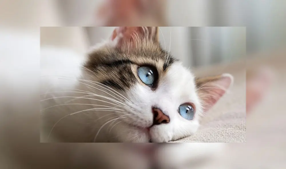 Gato salva la vida de dos niños tras alertarlos de un incendio en su casa