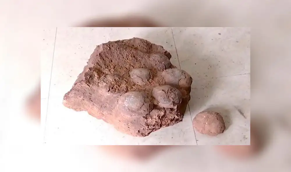 Hallan huevos de dinosaurios de 66 millones de años durante caminata  [VIDEO]