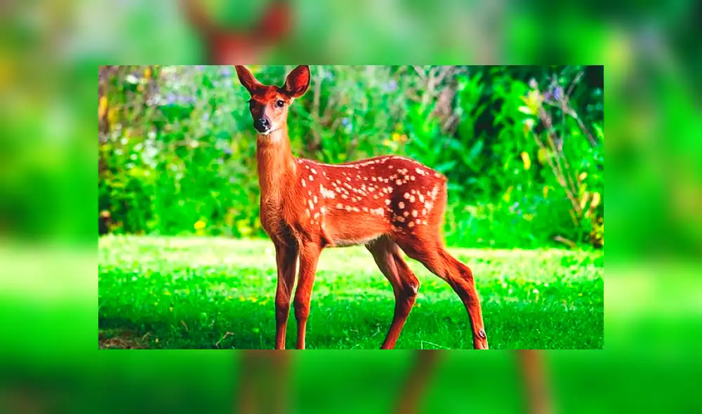 Facebook viral: graban a venado dando paliza a cazador que intentó matarlo [VIDEO]