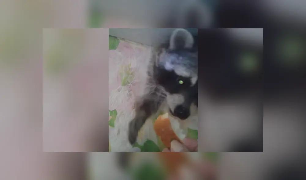 El animal de 15 kilos quedó atascado debido a ciertos impedimentos físicos, por lo que el joven se compadeció de él y le dio un poco de comida. Foto: captura