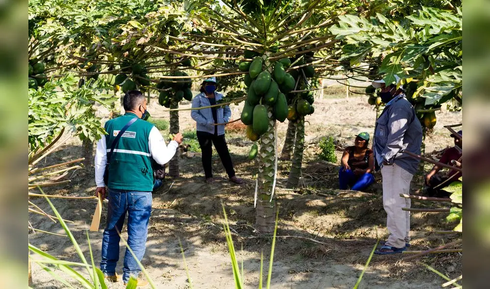 Agricultores se unen para controlar la mosca de la fruta. (Foto: República)