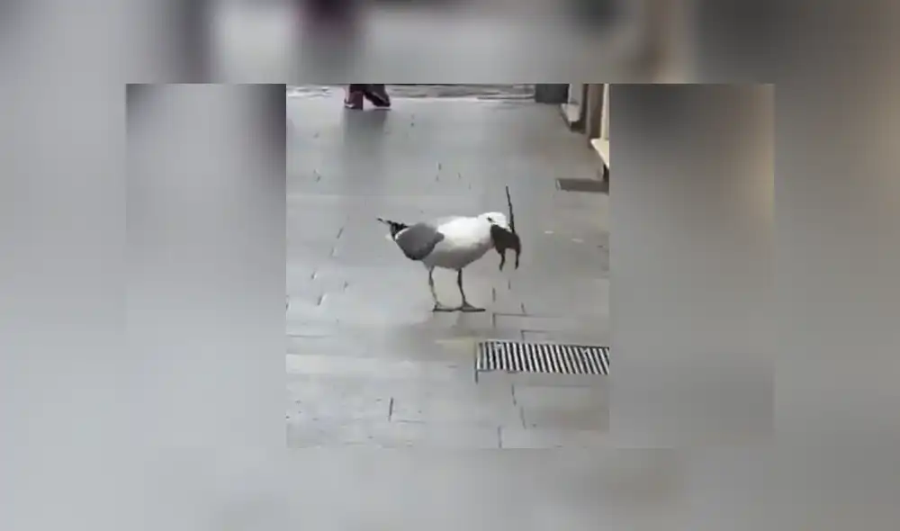 Se hizo viral una sorprendente escena en la que una gaviota devora a una rata. Foto: Facebook Se hizo viral una sorprendente escena en la que una gaviota devora a una rata. Foto: Facebook