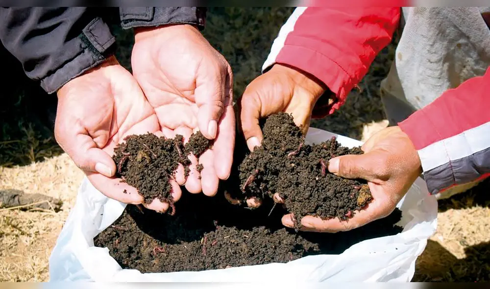 abonos naturales. La promesa del guano de isla  no se cristalizará, empero la alternativa son los abonos naturales.