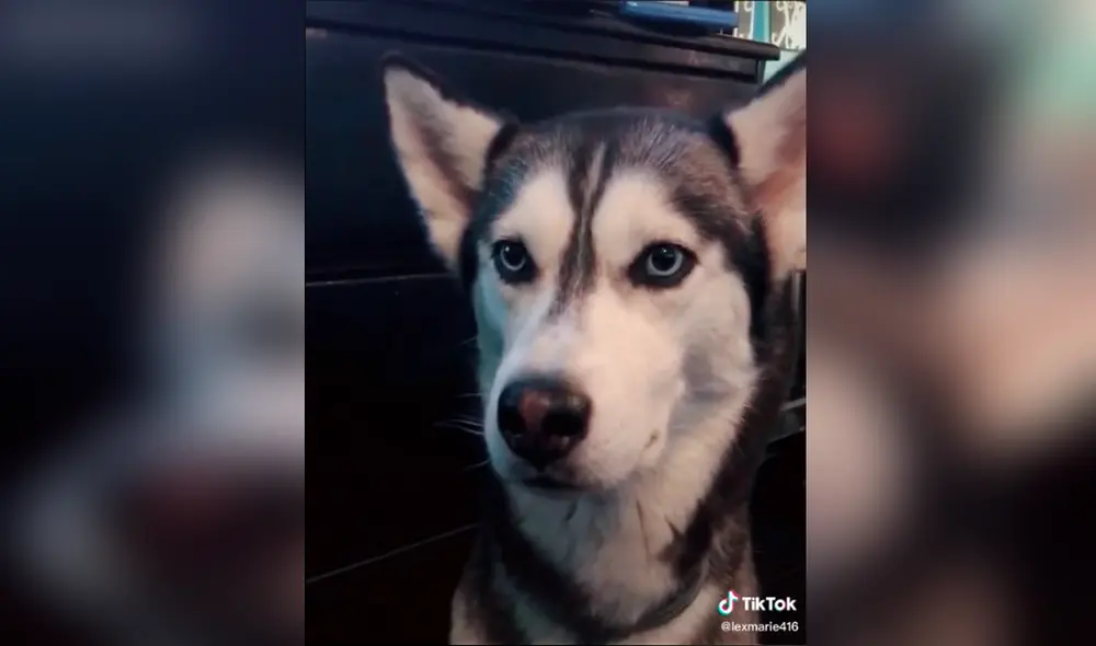 TikTok - animales TikTok - animales