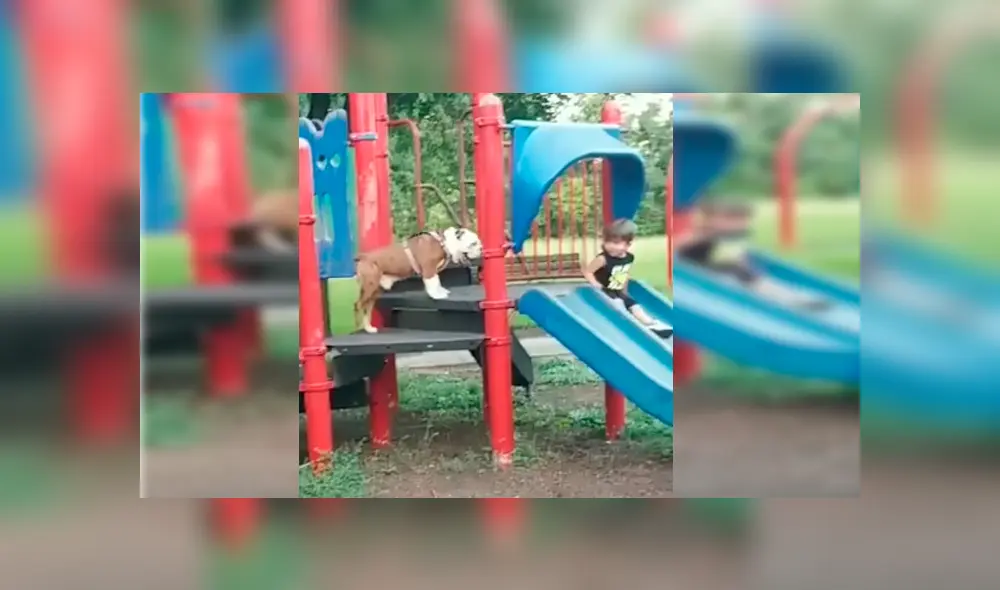 El can siguió al pequeño hasta su juego favorito y trató de llamar su atención con singular maniobra El can siguió al pequeño hasta su juego favorito y trató de llamar su atención con singular maniobra