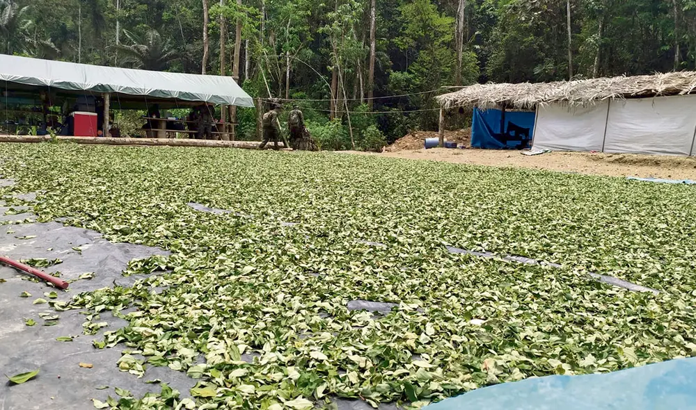 Narcos. En esta reserva natural se encontraron pozas de maceración y cultivos de hojas de coca. La sombra del narcotráfico acecha la Amazonía. Narcos. En esta reserva natural se encontraron pozas de maceración y cultivos de hojas de coca. La sombra del narcotráfico acecha la Amazonía.