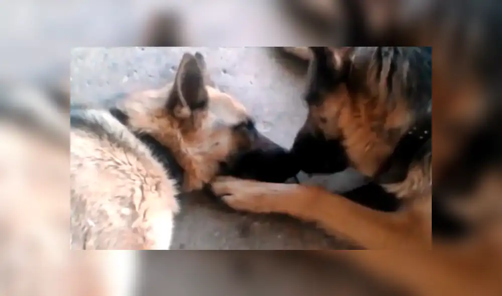 Facebook viral: perro felicita a su pareja por dar a luz a crías, pero detalle lo deja mal [VIDEO]