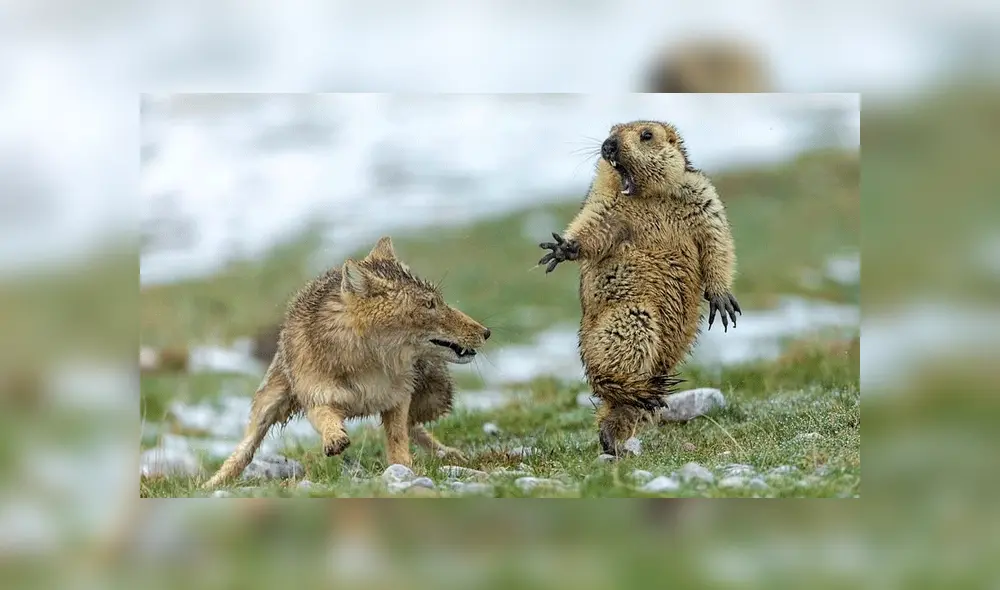 Marmota protagoniza la mejor foto de fauna salvaje 2019, pero el desenlace entristece las redes [FOTOS]