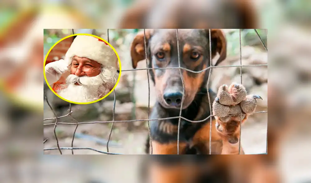 Facebook: Abandonan a cachorro y encuentra cariño en muñeco vestido de “Papá Noel” [FOTO]