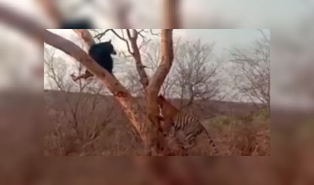 El oso volteí y se percató del terrible peligro en el que estaba. Foto: captura