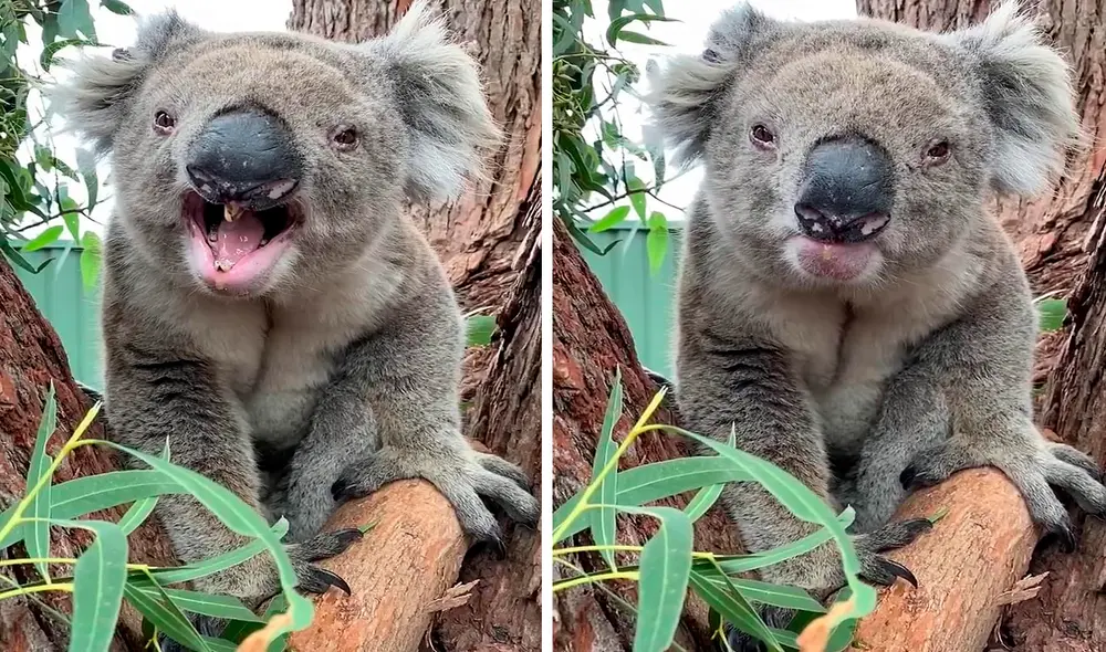 Facebook - koalas - viral