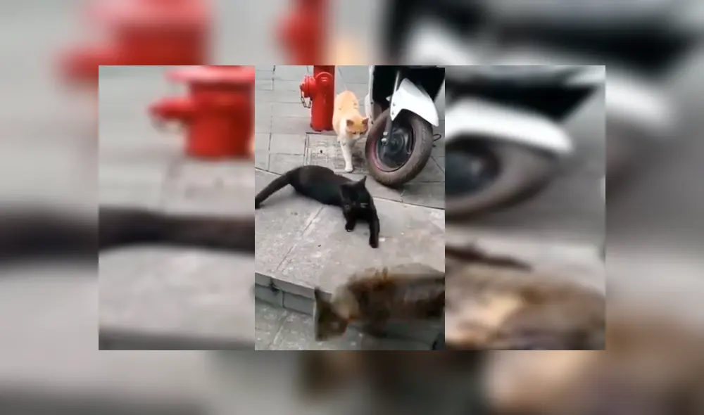 Facebook viral: gata encuentra a su pareja siéndole ‘infiel’ con otra felina a la que abrazaba 