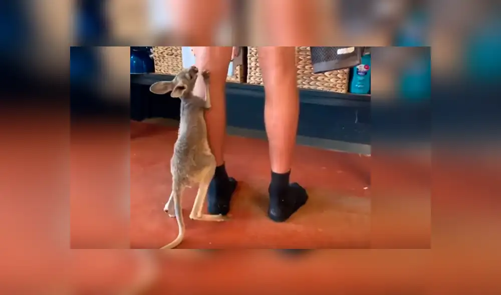 Facebook viral: bebé canguro se aferra a las piernas de su cuidador y motivo emociona a miles [VIDEO] 