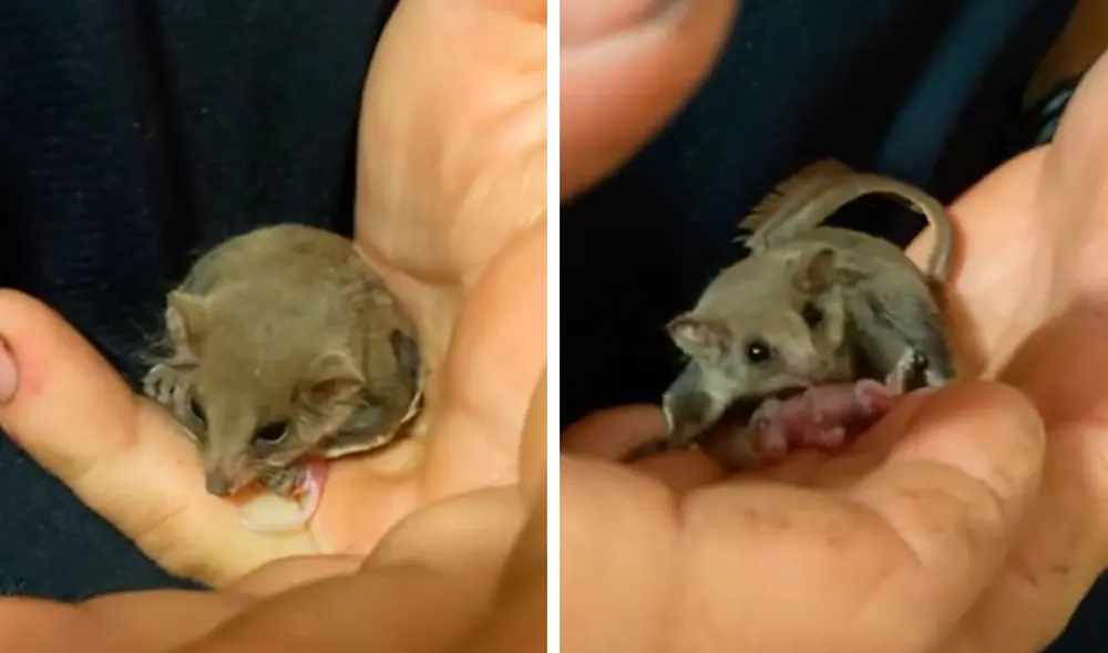 Desliza las imágenes para apreciar el momento en que una pósum pigmeo da luz a su cría en la mano de su rescatista. Foto: Captura de Facebook