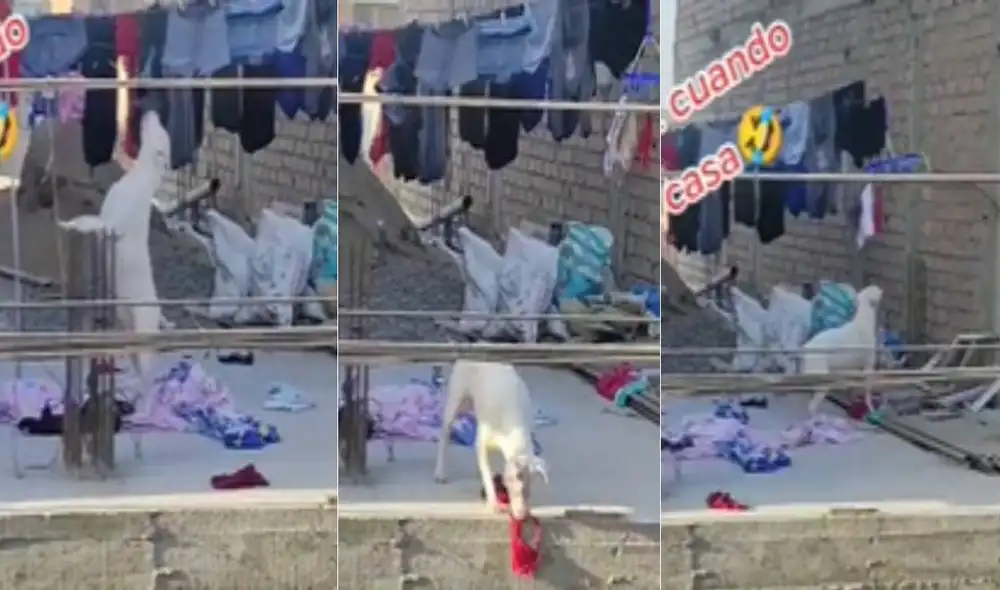 Miles de usuarios han quedado impresionados al ver la travesura de este can. Foto: composición LR/TikTok/@yulyt26