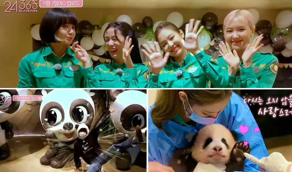 Agencia reemplazará la grabación junto a pandas con otro contenido para el cierre del reality de BLACKPINK. Foto: captura YouTube