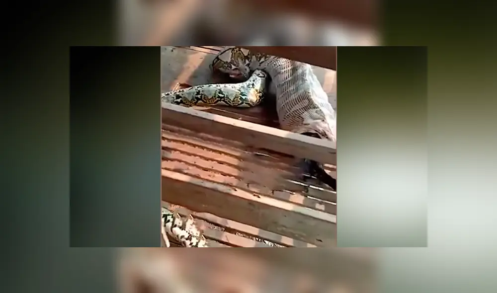 Un video viral de YouTube muestra el preciso instante en que una serpiente pitón regurgita a enorme cabra.