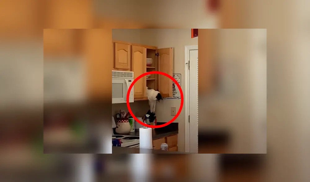 Desliza las imágenes para observa la travesura que cometió un gato durante la ausencia de su dueña. Foto: Captura. Desliza las imágenes para observa la travesura que cometió un gato durante la ausencia de su dueña. Foto: Captura.