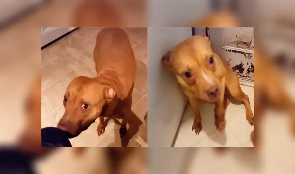 Un video muestra la emotiva reacción de un perro al ser regañado por su dueño.