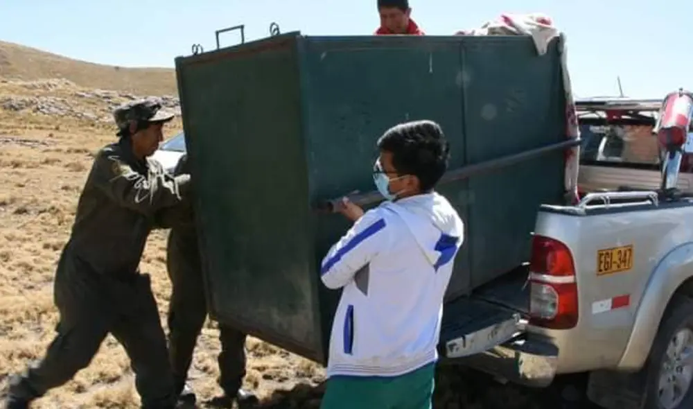 Puma es liberado en su habitad natural tras ser hallado transitando por calles de Ayacucho