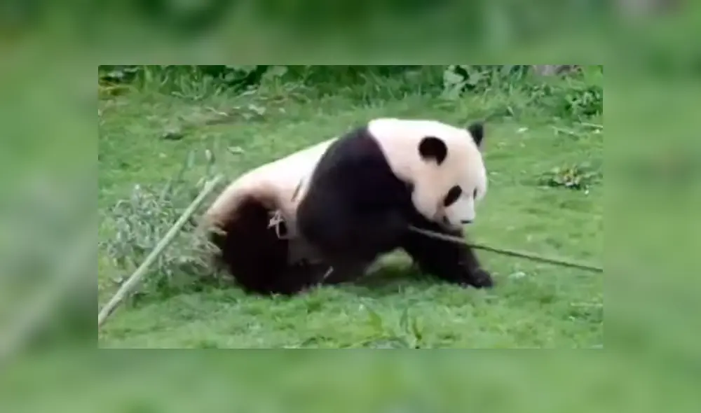 En Facebook, los usuarios compararon a un oso panda con el personaje de la famosa cinta animada.