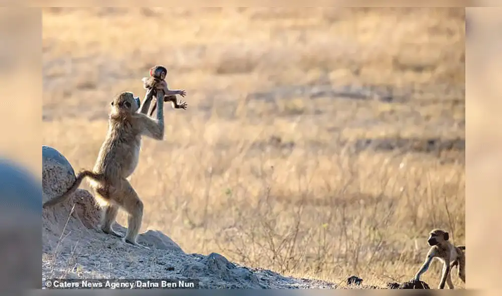 YouTube viral: primates son captados recreando escena de 'El Rey León' [VIDEO]
