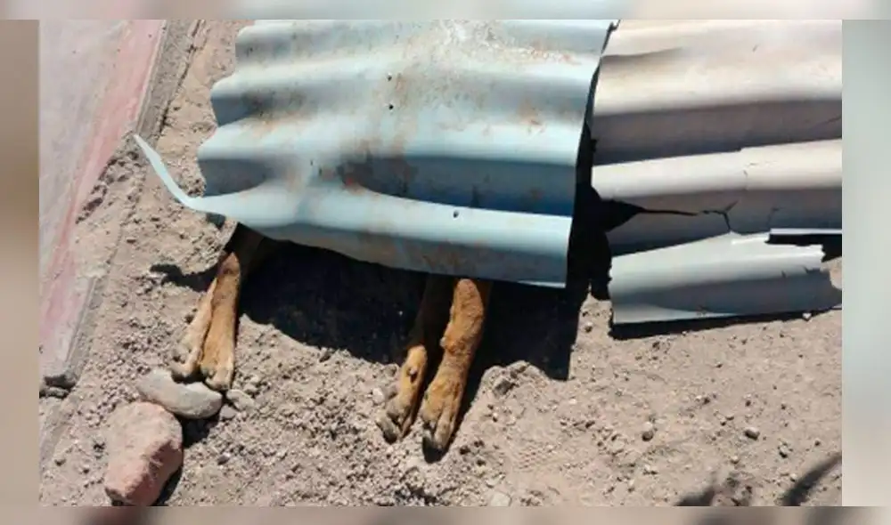 Matan a nueve perros con veneno para ratas en Moquegua