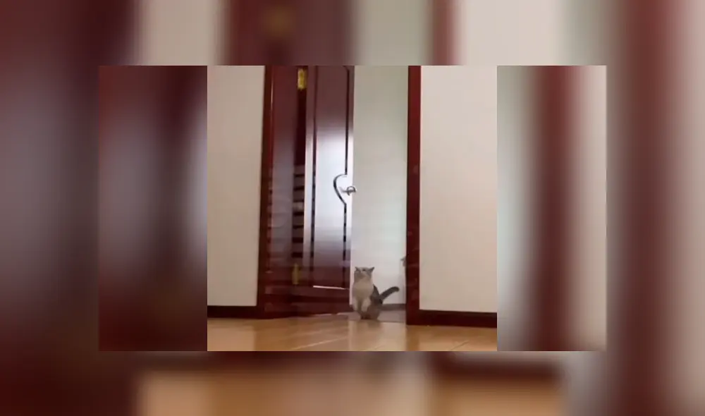 Desliza las imágenes hacia la izquierda para observar a un gato queriendo superar un juego creado por su dueño.
