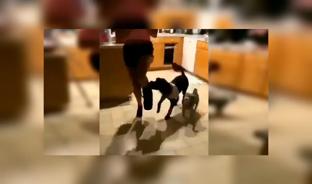 Facebook viral: chica con el pie enyesado fue imitada por sus perros de la peor forma posible [VIDEO] 