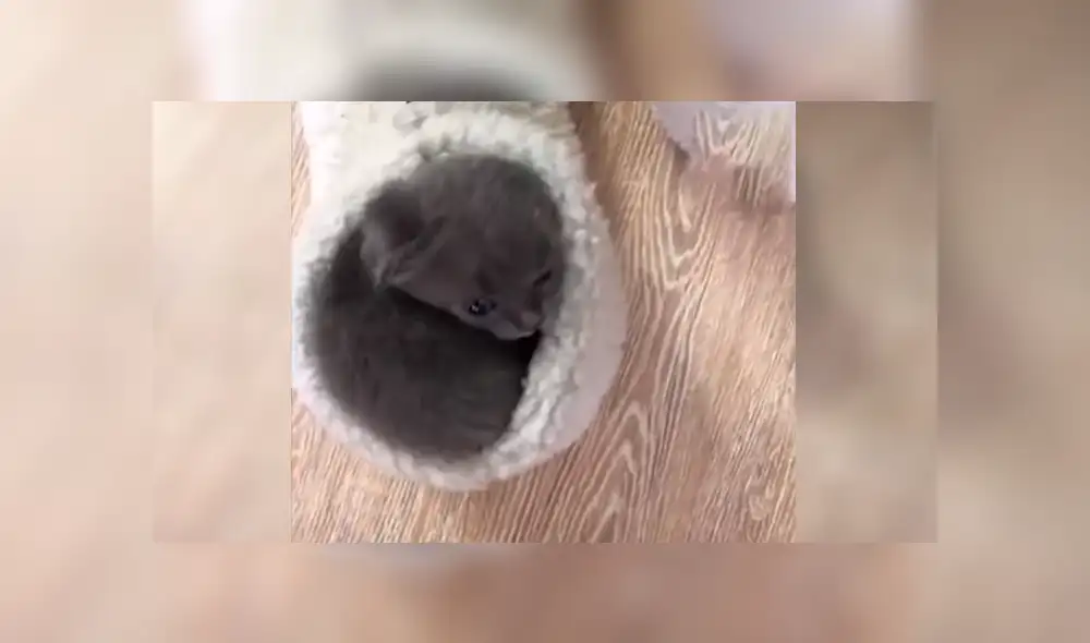 En YouTube, un joven se acercó con cuidado a su pantufla y descubrió a su tierna mascota realizando una travesura. En YouTube, un joven se acercó con cuidado a su pantufla y descubrió a su tierna mascota realizando una travesura.