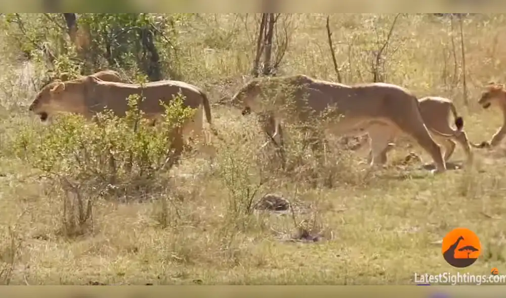 YouTube viral: Hambrientos leones cazan a búfalo, pero son atacados por enfurecida manada [VIDEO] 