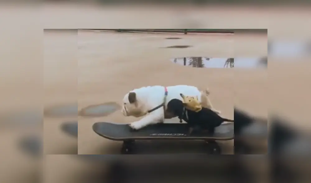 Desliza las imágenes para ver más sobre esta tierna escena entre dos perritos. (Foto: captura)