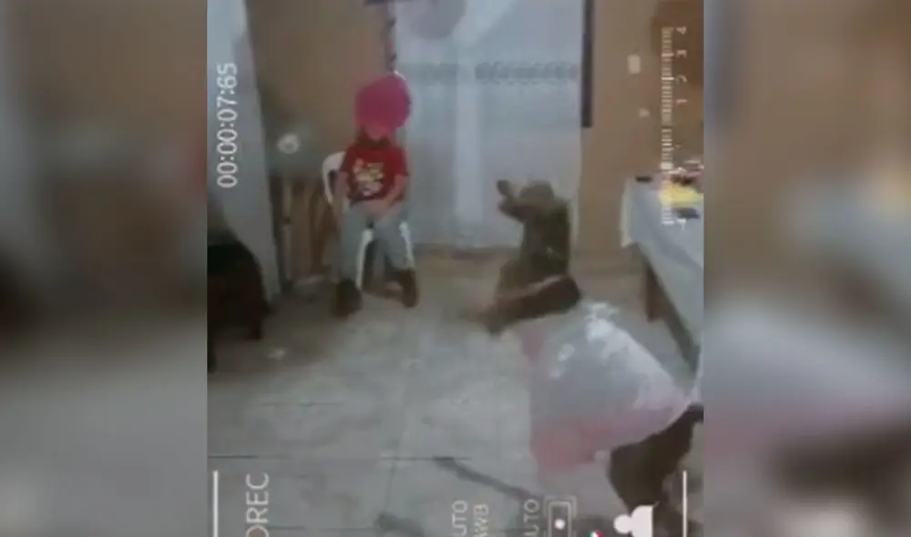 Desliza las imágenes para ver más sobre esta divertida celebración de cumpleaños que tuvo una perrita. (Foto: captura / TikTok)