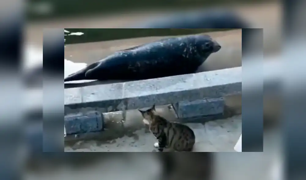 Facebook viral: cobarde foca finge su muerte para que gato no le siga golpeando [VIDEO]