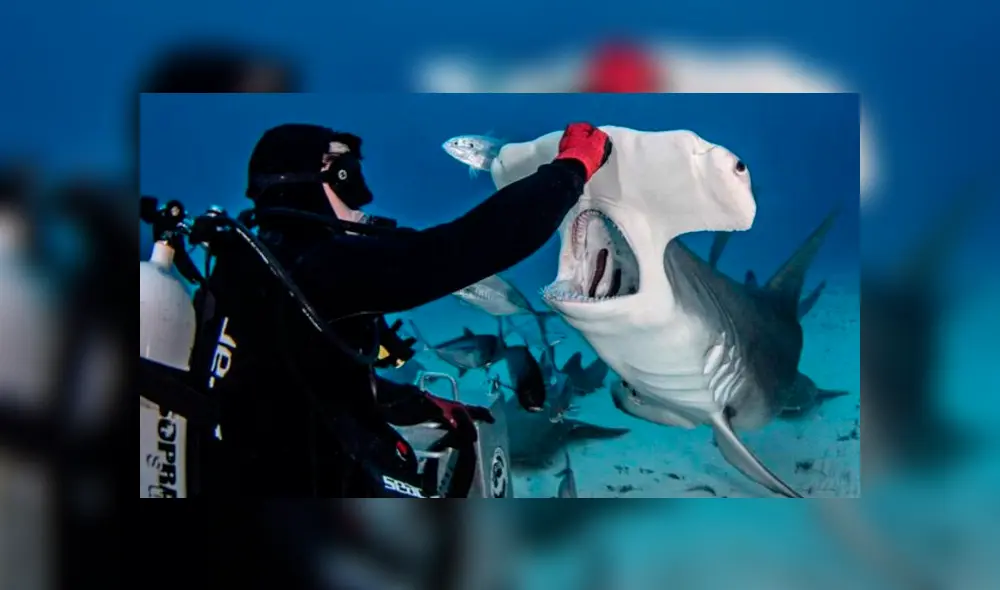 Desliza hacia la izquierda para ver las enormes mandíbulas de un tiburón martillo. Viral de Facebook.