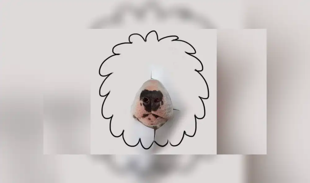 Facebook viral: le hace sesión fotográfica a su perro y divertido resultado enternece a miles Facebook viral: le hace sesión fotográfica a su perro y divertido resultado enternece a miles