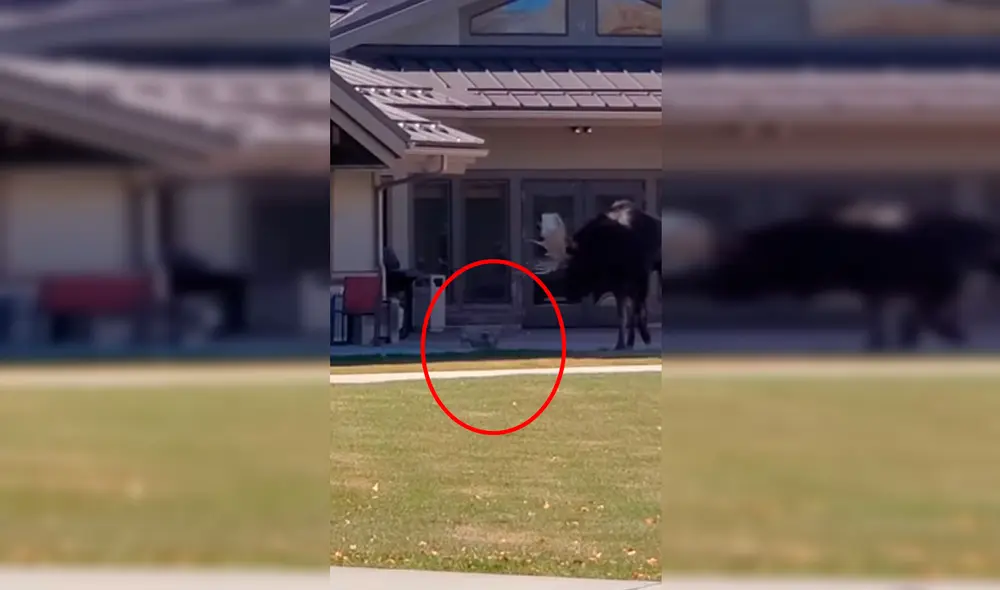 YouTube - animales - viral