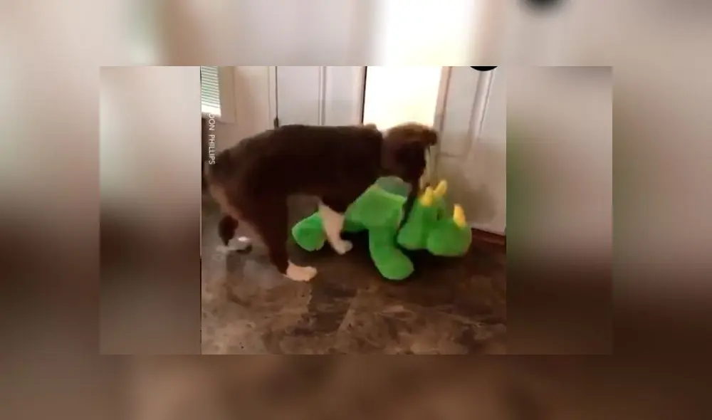 Desliza las imágenes para ver la furiosa reacción de un perro celoso al ver a la nueva 'mascota' de su dueña. Foto: Woof Woof Desliza las imágenes para ver la furiosa reacción de un perro celoso al ver a la nueva 'mascota' de su dueña. Foto: Woof Woof