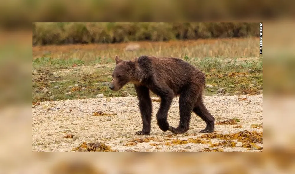 ¿El fin de una especie? Lamentables fotografías de osos buscando comida [FOTOS]