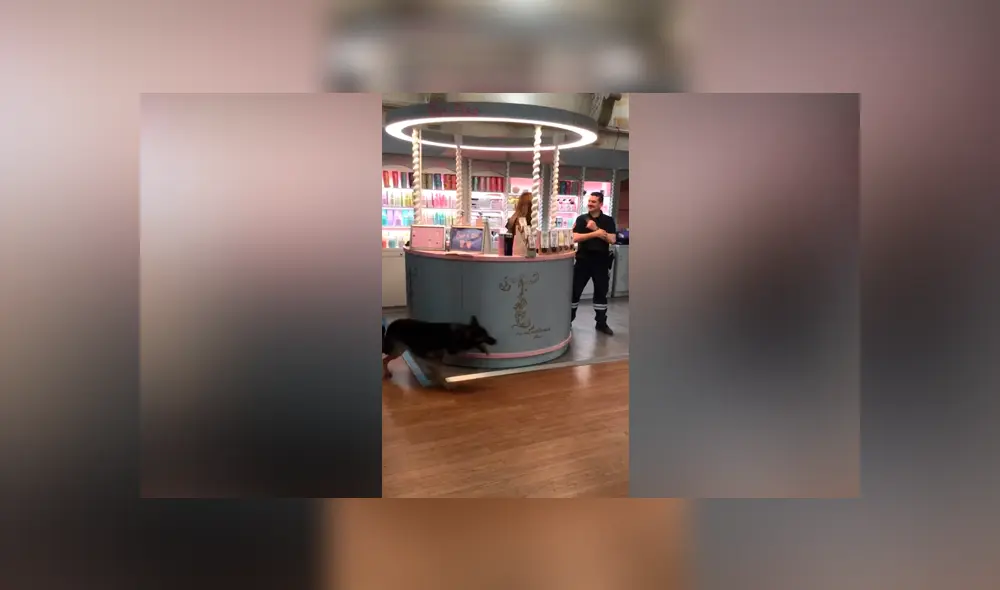YouTube viral: perro guardián tiene insólita reacción al ver que su ‘compañero’ coquetea con mujer YouTube viral: perro guardián tiene insólita reacción al ver que su ‘compañero’ coquetea con mujer
