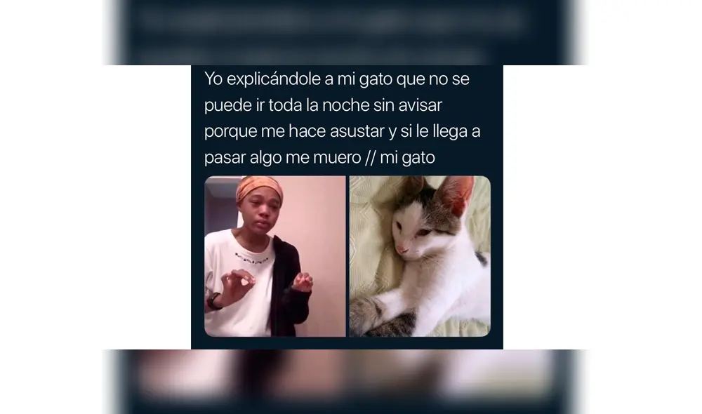 Los memes por el Día Internacional del Gato. Los memes por el Día Internacional del Gato.