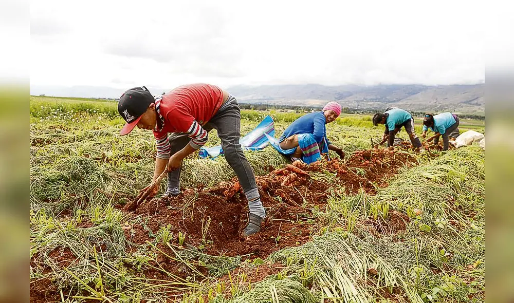 13-01-18 HERNAN HERNANDEZ
PARO AGRARIO EN HUANCAYO
AGRICULTURA PRODUCTORES AGRICULTORES
ZANAHORIA LAVADO
CHUPACA 13-01-18 HERNAN HERNANDEZ
PARO AGRARIO EN HUANCAYO
AGRICULTURA PRODUCTORES AGRICULTORES
ZANAHORIA LAVADO
CHUPACA